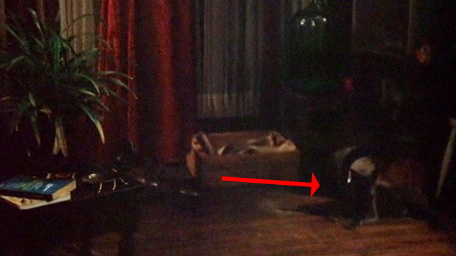 The Late Show - gray cat Winston on floor in apartment