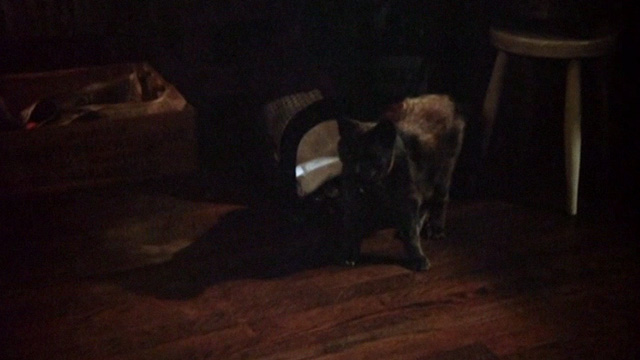 The Late Show - gray cat Winston on floor in apartment closer