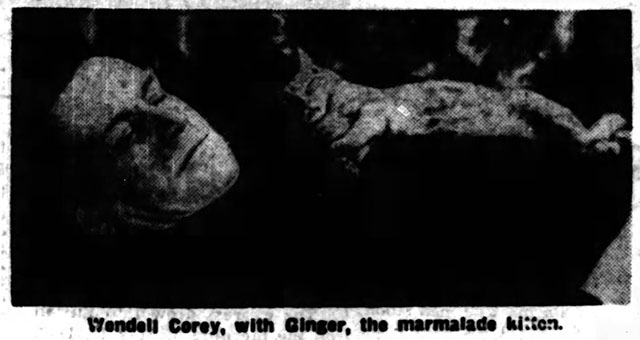 Laughing Anne - newspaper clipping of marmalade tabby cat Ginger lying on David Wendell Corey