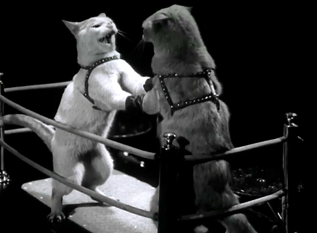 Chevrolet Leader News Volume 3 No. 2 Boxing cats fight