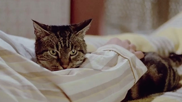 Le Chat - tabby cat Greffier lying on bed