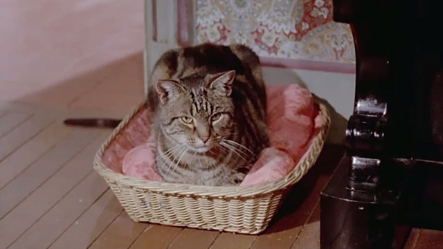Le Chat - tabby cat Greffier sitting in basket