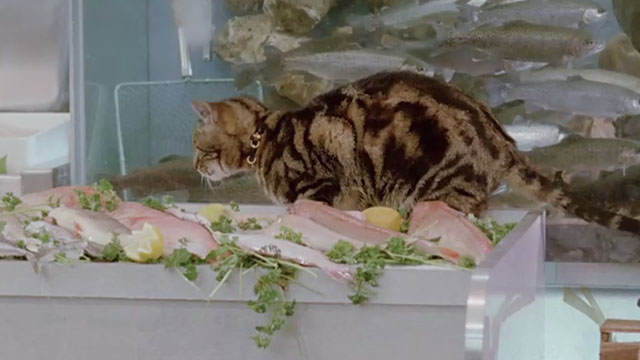Le Chat - tabby cat Greffier on display of fish in supermarket