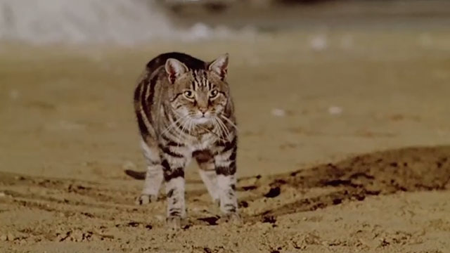 Le Chat - tabby cat Greffier returning home