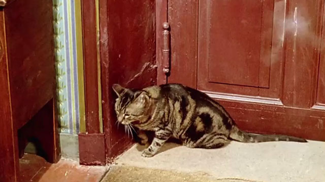 Le Chat - tabby cat Greffier by door as bullet ricochets