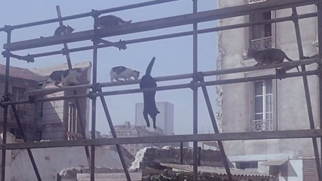 Le Chat - various cats on scaffolding