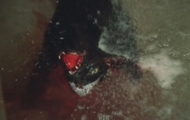 The Legend of Hell House black cat dead in shower