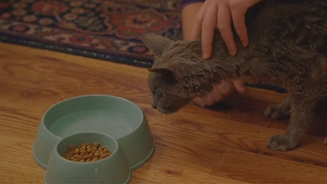 Lemonade Mouth - sickly gray cat Nancy looking at food in bowl