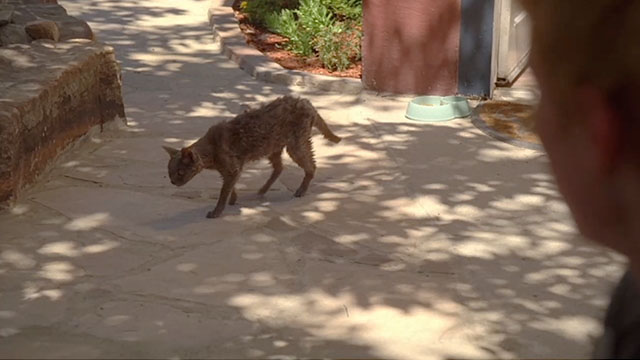 Lemonade Mouth - sickly gray cat Nancy walking outside