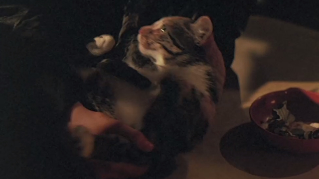 L&eacute;olo - calico cat pushed down on table