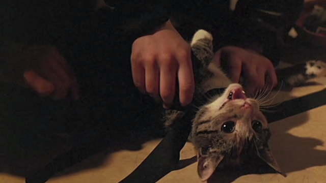 L&eacute;olo - calico cat being tied to table