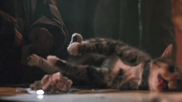 L&eacute;olo - calico cat tied to table