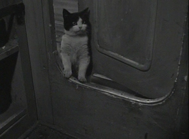 Les Maudits - black and white cat in doorway