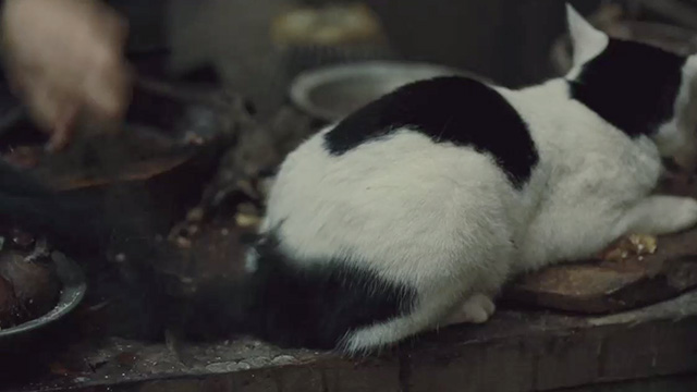 Les Misérables - tuxedo cat on table with tail