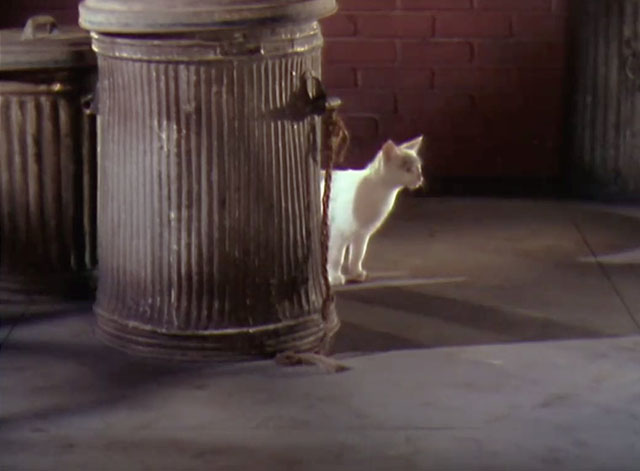 Let's Dance - white kitten with gray markings standing behind trash can