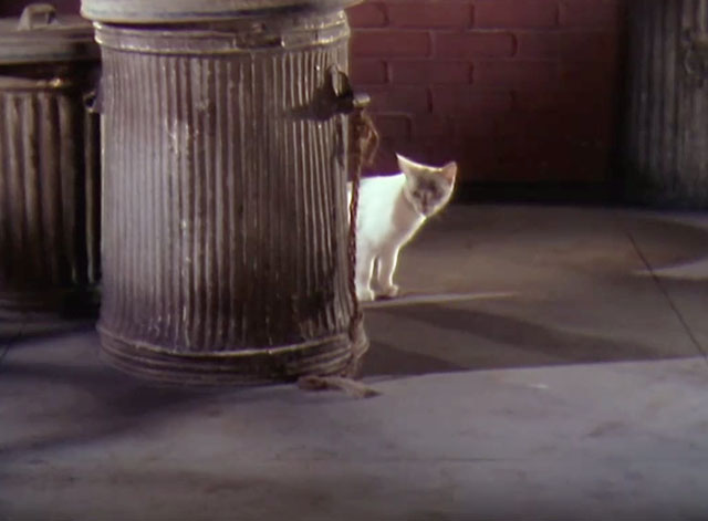 Let's Dance - white kitten with gray markings standing behind trash can