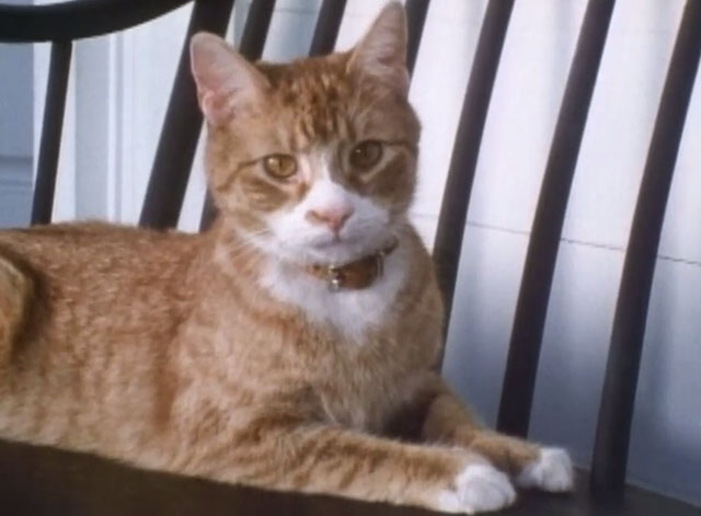 Let's Give Kitty a Bath - ginger and white tabby cat sitting on chair on porch