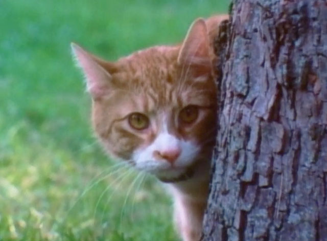 Let's Give Kitty a Bath - ginger and white tabby cat peeking out from behind tree