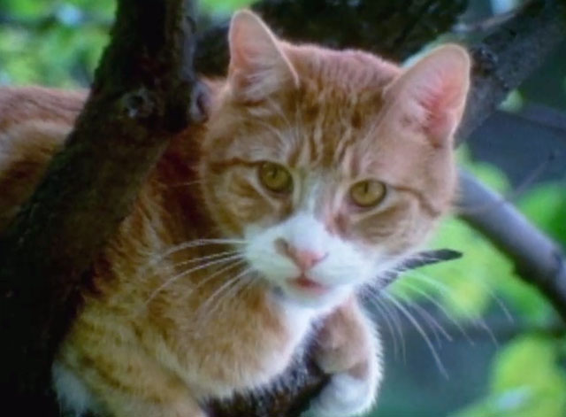 Let's Give Kitty a Bath - ginger and white tabby cat looking hungry in tree