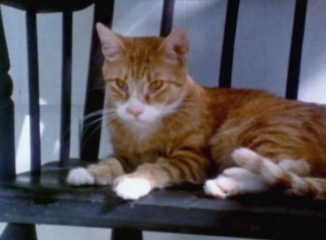 Let's Give Kitty a Bath - ginger and white tabby cat sitting on chair on porch