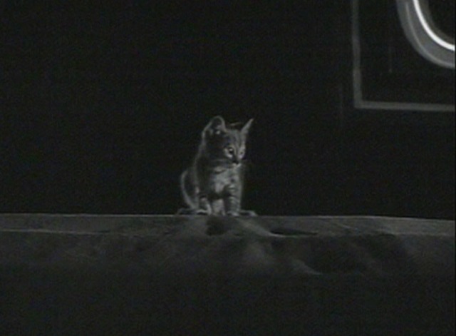 A Letter for Evie - kitten Homer stuck on club awning