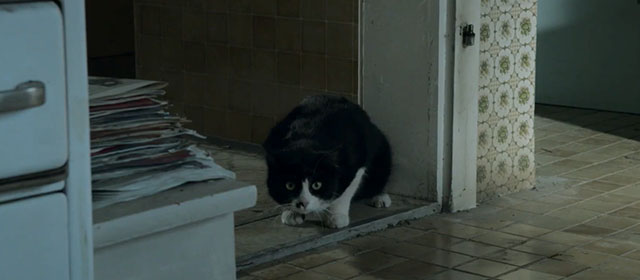 Life Eternal - Das ewige Leben - tuxedo cat Erika on floor