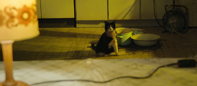 Life Eternal - Das ewige Leben - tuxedo cat Erika looking hungry