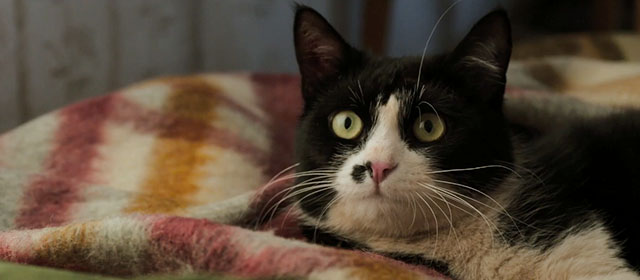 Life Eternal - Das ewige Leben - tuxedo cat Erika looking startled