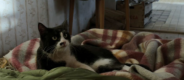 Life Eternal - Das ewige Leben - tuxedo cat Erika