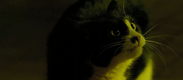 Life Eternal - Das ewige Leben - tuxedo cat Erika