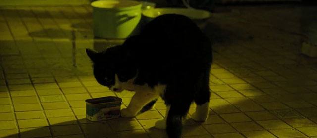 Life Eternal - Das ewige Leben - tuxedo cat Erika with tin of food
