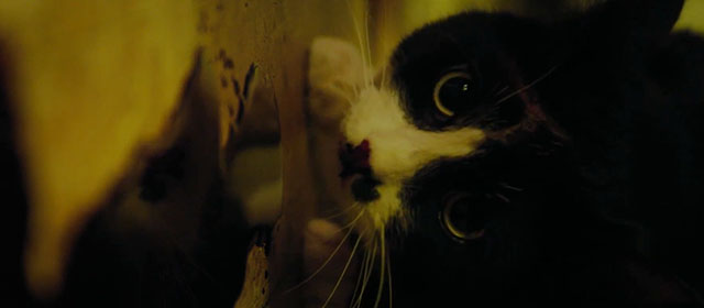 Life Eternal - Das ewige Leben - tuxedo cat Erika over pool of blood on floor