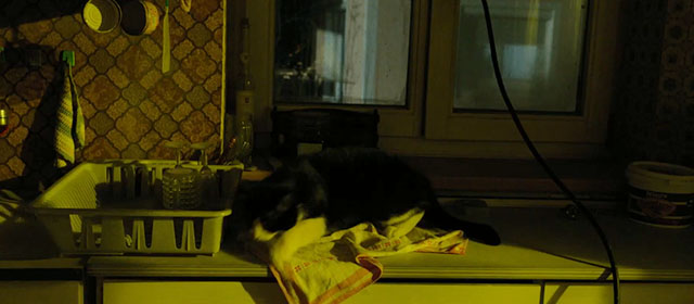 Life Eternal - Das ewige Leben - tuxedo cat Erika on kitchen counter