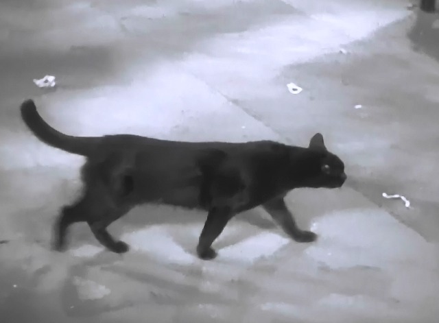 Lightning Strikes Twice - black cat Harriette walking across room