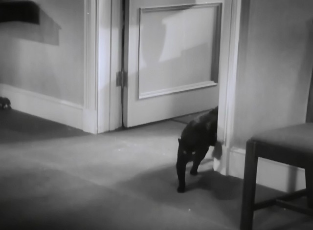 Lightning Strikes Twice - black cat Harriette exiting room