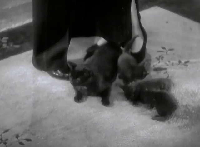 Lightning Strikes Twice - black cat Harriette with kittens