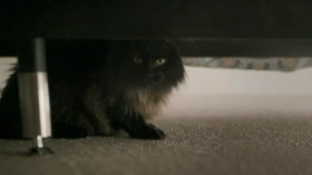 Like Cats and Dogs - long-haired black cat Mozart under bed