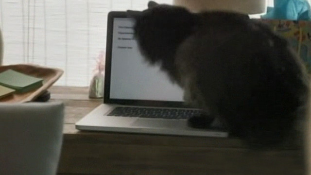 Like Cats and Dogs - long-haired black cat Mozart jumping up on computer