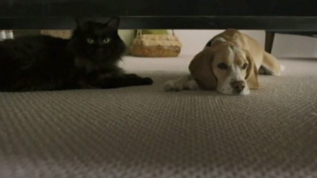 Like Cats and Dogs - long-haired black cat Mozart and beagle dog Frank under bed