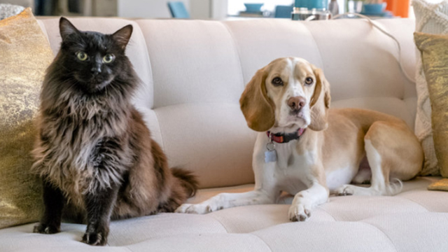 Like Cats and Dogs - long-haired black cat Mozart and beagle dog Frank on couch