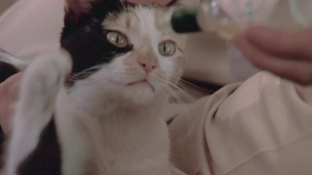 Like Father, Like Son - calico cat Seymour pawing at Tabasco bottle