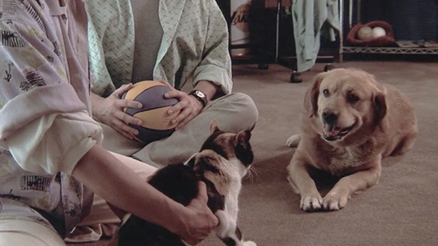 Like Father, Like Son - calico cat Seymour looking at dog