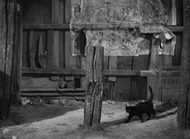 Liliom - black cat entering yard