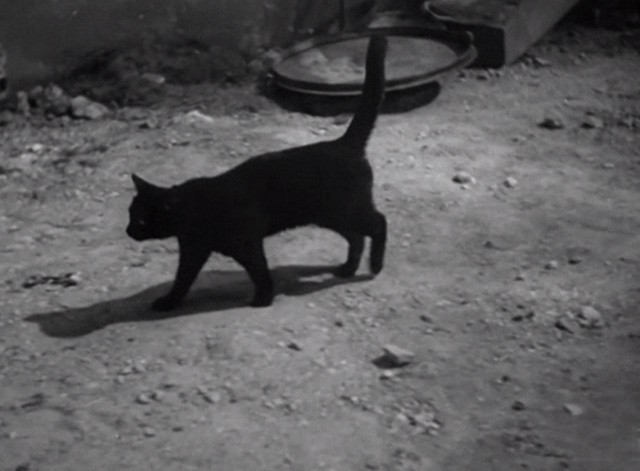 Liliom - black cat walking through yard