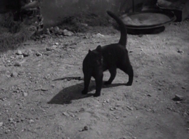 Liliom - black cat walking through yard