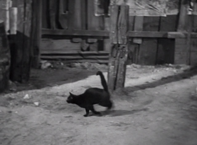 Liliom - black cat running through yard