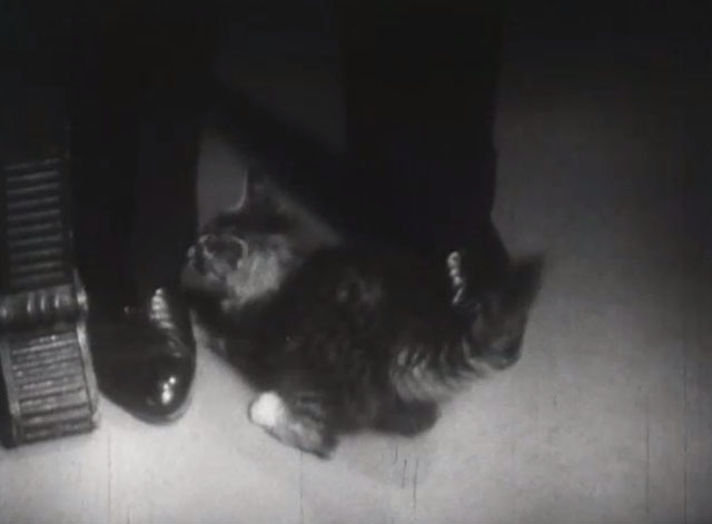 Limehouse Blues - tabby kitten on floor biting pants cuff