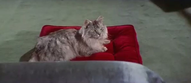 Lisbon - longhair green eyed cat lying on red cushion