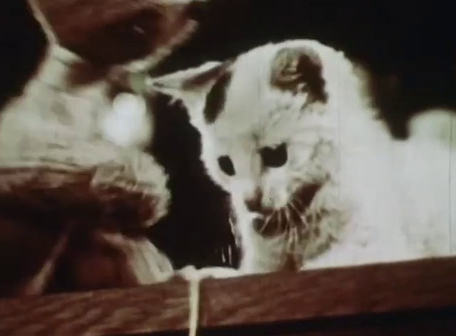 Little Kitten - white kitten with black markings looking over edge of table with twine cat puppet