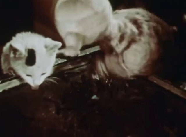 Little Kitten - white kitten with black markings looking in fish tank with twine cat puppet